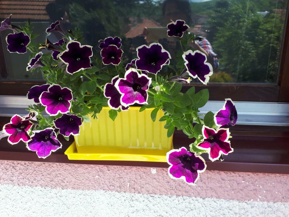 Obiteljski Borovi * Visoko